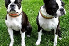 Boston-Terrier-Webband-Crazy-Cubes