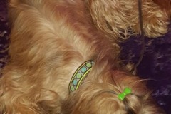 Briard-Fanny-Webband-Daisy-Dot-grün