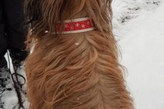 Briard-Fanny-Webband-Schneeflocke-rot