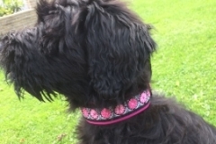 Briard-Frieda-Webband-Daisy-Dot-pink