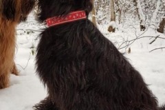 Briard-FriedaWebband-Schneeflocke-rot