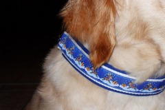 Golden-Retriever-Malea-Borte-Rentiere-Weihnachten