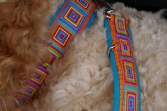 Goldendoodle-Webband-Crazy-Cubes-2