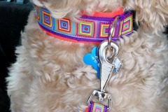 Goldendoodle-Webband-Crazy-Cubes