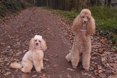 Gross-und-Kleinpudel-Webband-Poodle-love