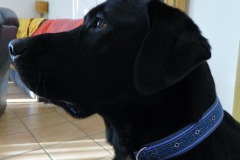 Labrador-Mickey-Webband-Lava-blau