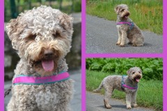 Lagotto-Ameera-besticktes-Geschirr