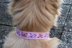 Mischling-Webband-Hunde-pink