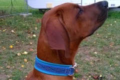 Rhodesian-Ridgeback-Themba-Borte-Lava-blau