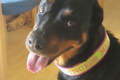 Rottweiler-Mia-besticktes-Halsband