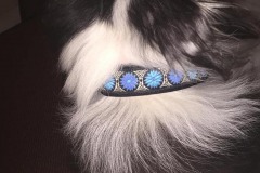 Sheltie-Slider-Borte-Daisy-Dot-blau