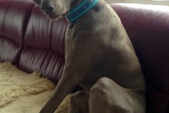 Weimaraner-Asta-Webband-Lava-blau