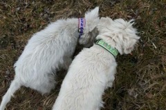 Westies-Abby-und-Justy-Terrierborte