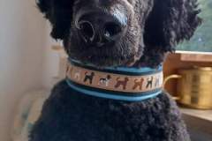 FB_IMG_1689521397471