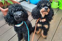 FB_IMG_1693333848455