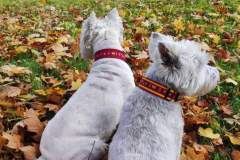 FB_IMG_1694461311712