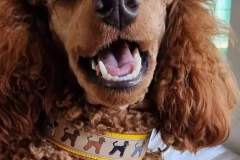 FB_IMG_1694461504119