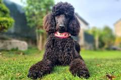 RemasterDirector_1a5c03258