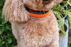 FB_IMG_1727242959219