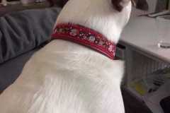 FB_IMG_1761762210223