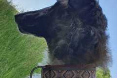 IMG-20230602-WA0005