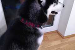 IMG-20230828-WA0004