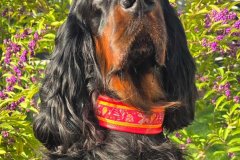 Messenger_creation_2577080B-4930-49C6-A1F1-C9466B289B18