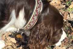 Messenger_creation_2C66F382-87F6-435A-8867-3182AE802770