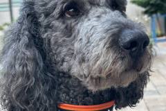 Messenger_creation_5620ba38-11ab-49bf-b757-5d0cd0c14523