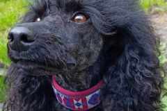 Messenger_creation_7106923706685742554