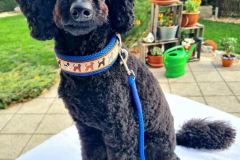 Messenger_creation_8041E834-4601-4EE8-A8B1-B9243EF5355A