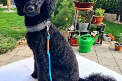 Messenger_creation_8438F7CD-C4E5-4EA1-ABE7-AEF528490625