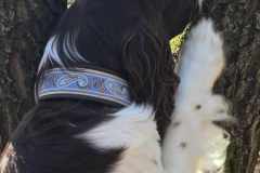 Messenger_creation_A134F30A-C2D7-40FB-ACAA-855761904344