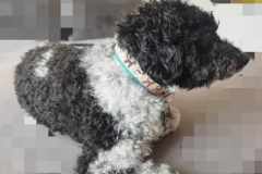 Messenger_creation_d1fe9c24-37a6-4caf-8b6d-6d918450899f