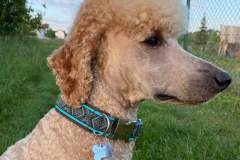 received_683692068870929