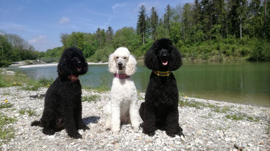 Meine Hündinnen Jonah, Eyleen und Lorena